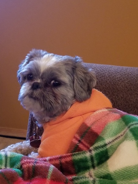KOKO 