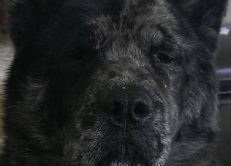 Bruiser
