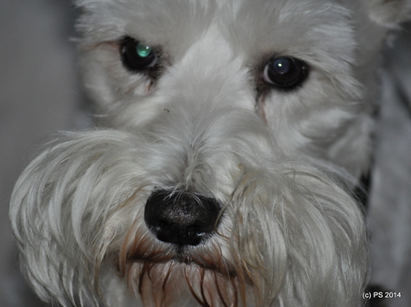 Snobie