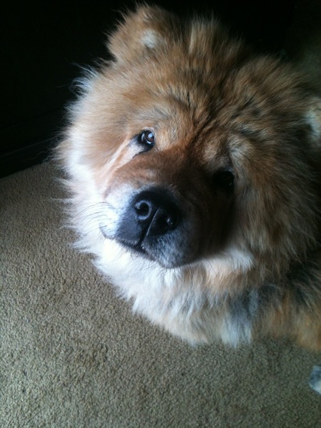 Ginger