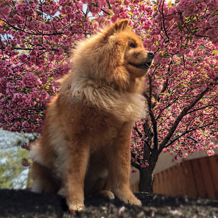 Izzy the Chow
