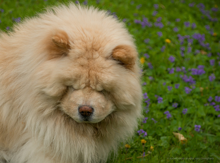 Bumble