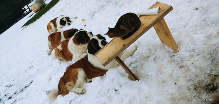 Brewster's crew 