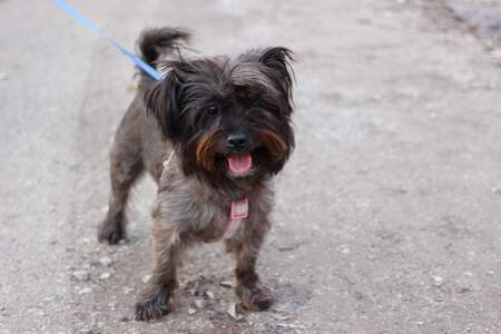 Maisy