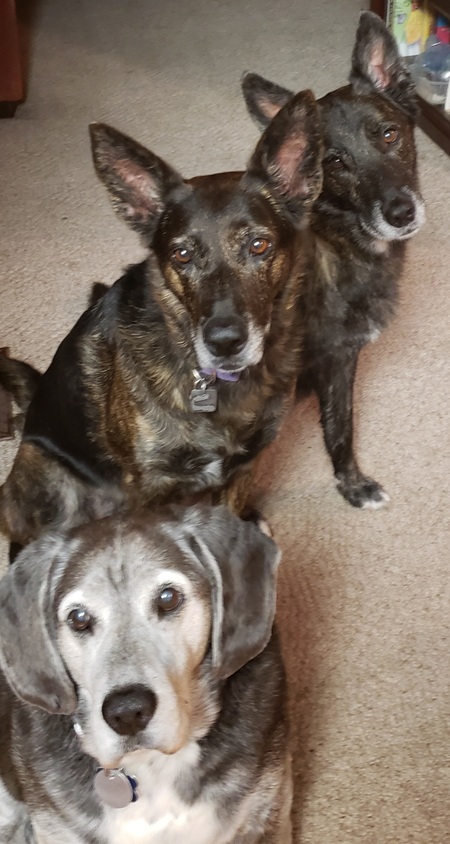 Tucker. Shadow. Shy