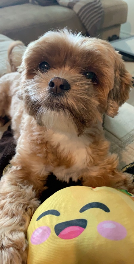 Bebe