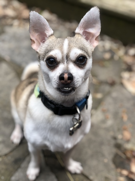 Roscoe 