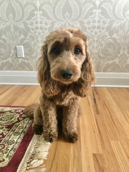 Hazel Basil