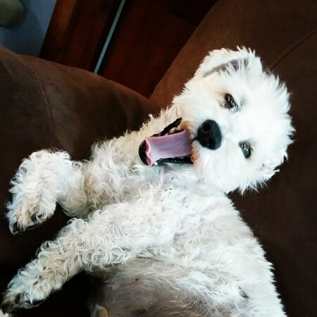 Pippin