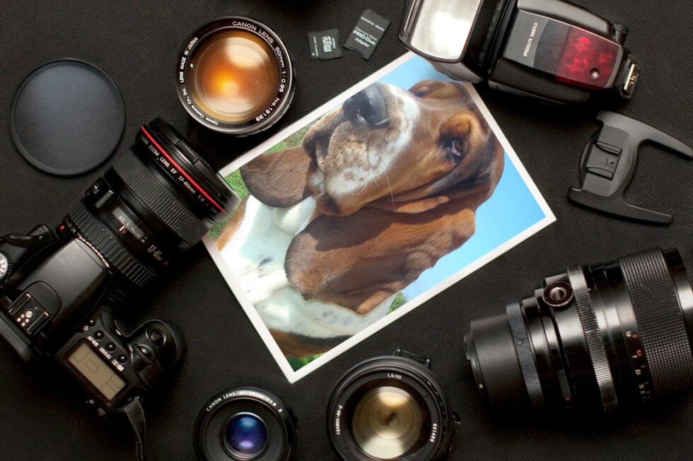 Banner for Wyoming Basset Hound Rescue Calendar Cover Contest