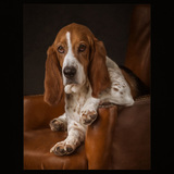 Entry image for Bella