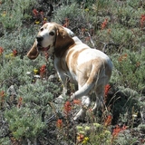Entry image for Copper