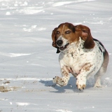 Entry image for Oscar
