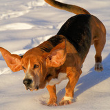 Entry image for Kelvin