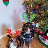 Entry image for Charlie and Shadow