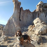 Entry image for Charlie