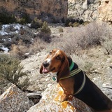 Entry image for Charlie