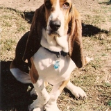 Entry image for Sophie
