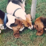 Entry image for Sophie - Missy - Pattie