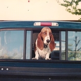 Entry image for Popsie