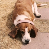 Entry image for Reilly