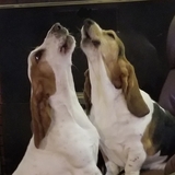 Entry image for Pearl and Buckeye