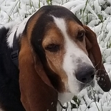 Entry image for Dozer