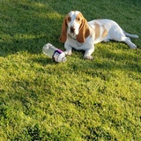 Entry image for Roscoe