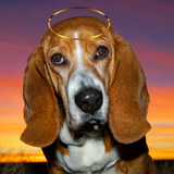Entry image for Kelvin