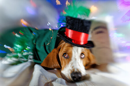 Entry image for Floyd. Clicking this image will show a larger photo