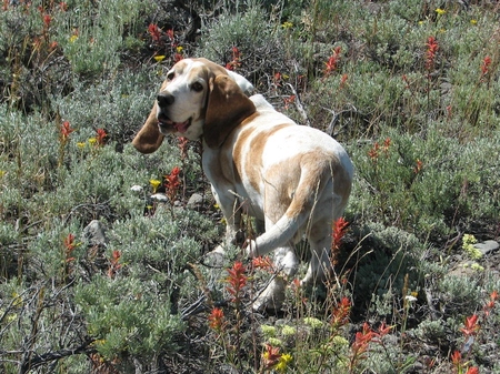 Entry image for Copper. Clicking this image will show a larger photo