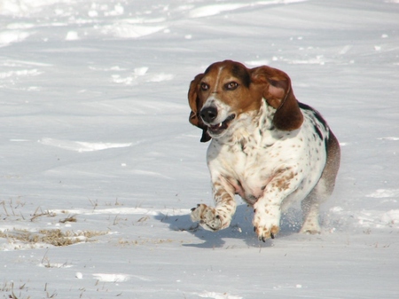 Entry image for Oscar. Clicking this image will show a larger photo