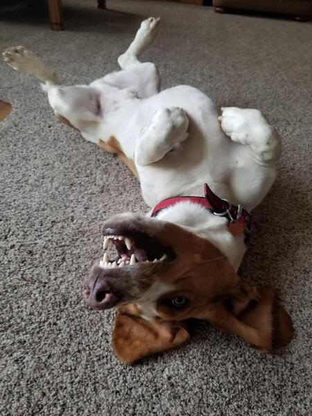 Entry image for Gus. Clicking this image will show a larger photo