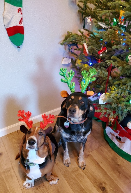 Entry image for Charlie and Shadow. Clicking this image will show a larger photo
