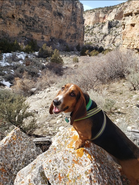 Entry image for Charlie. Clicking this image will show a larger photo