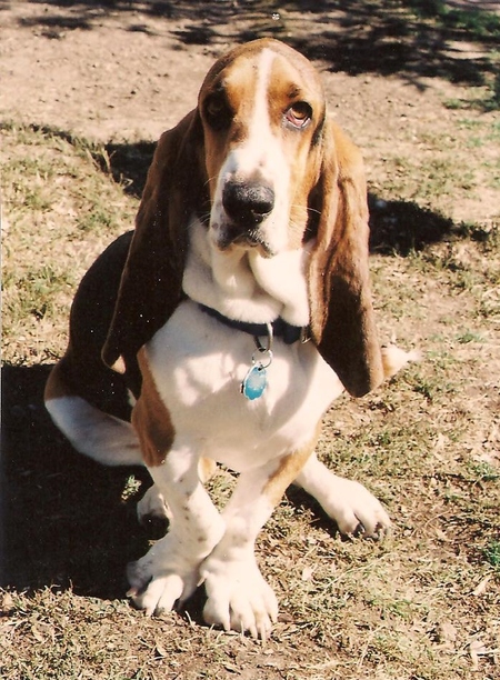 Entry image for Sophie. Clicking this image will show a larger photo