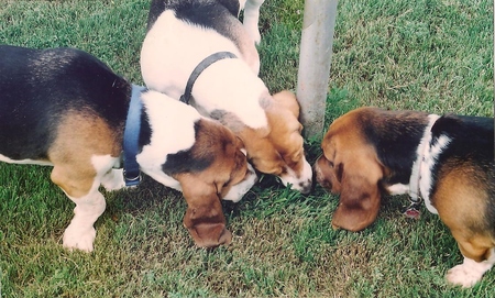 Entry image for Sophie - Missy - Pattie. Clicking this image will show a larger photo