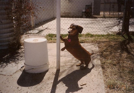 Entry image for Loosie. Clicking this image will show a larger photo