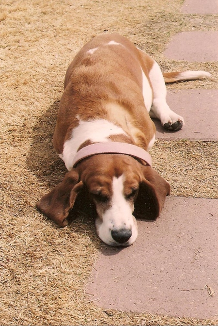 Entry image for Reilly. Clicking this image will show a larger photo