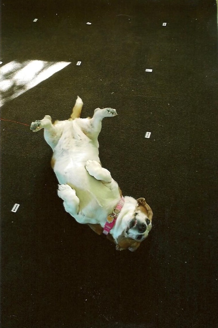 Entry image for Reilly. Clicking this image will show a larger photo