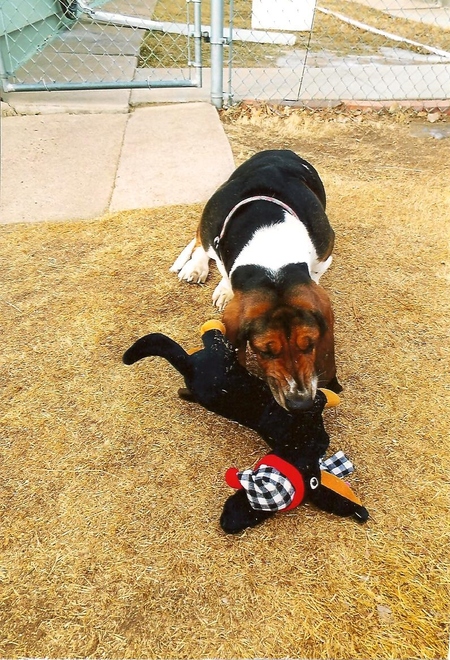 Entry image for Rosie. Clicking this image will show a larger photo