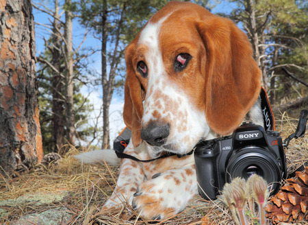 Entry image for Porter. Clicking this image will show a larger photo