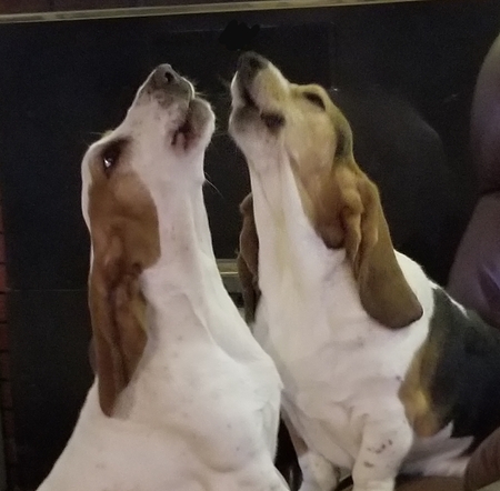Entry image for Pearl and Buckeye. Clicking this image will show a larger photo