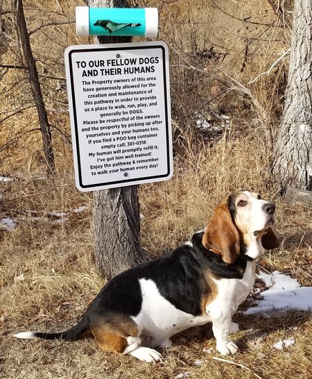 Entry image for Dozer. Clicking this image will show a larger photo