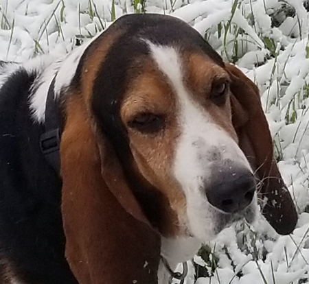 Entry image for Dozer. Clicking this image will show a larger photo