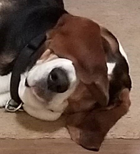 Entry image for Dozer. Clicking this image will show a larger photo