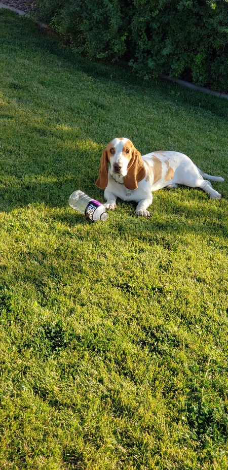 Entry image for Roscoe. Clicking this image will show a larger photo