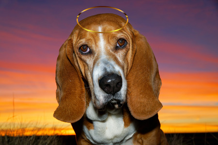 Entry image for Kelvin. Clicking this image will show a larger photo
