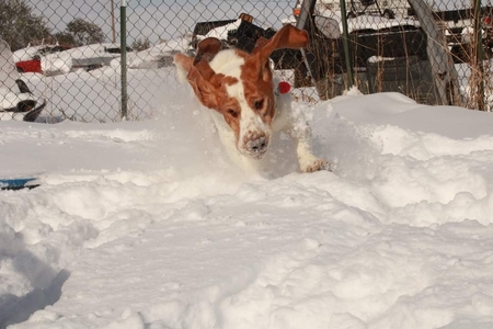 Entry image for Judge. Clicking this image will show a larger photo