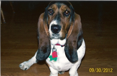 Entry image for Snickers. Clicking this image will show a larger photo